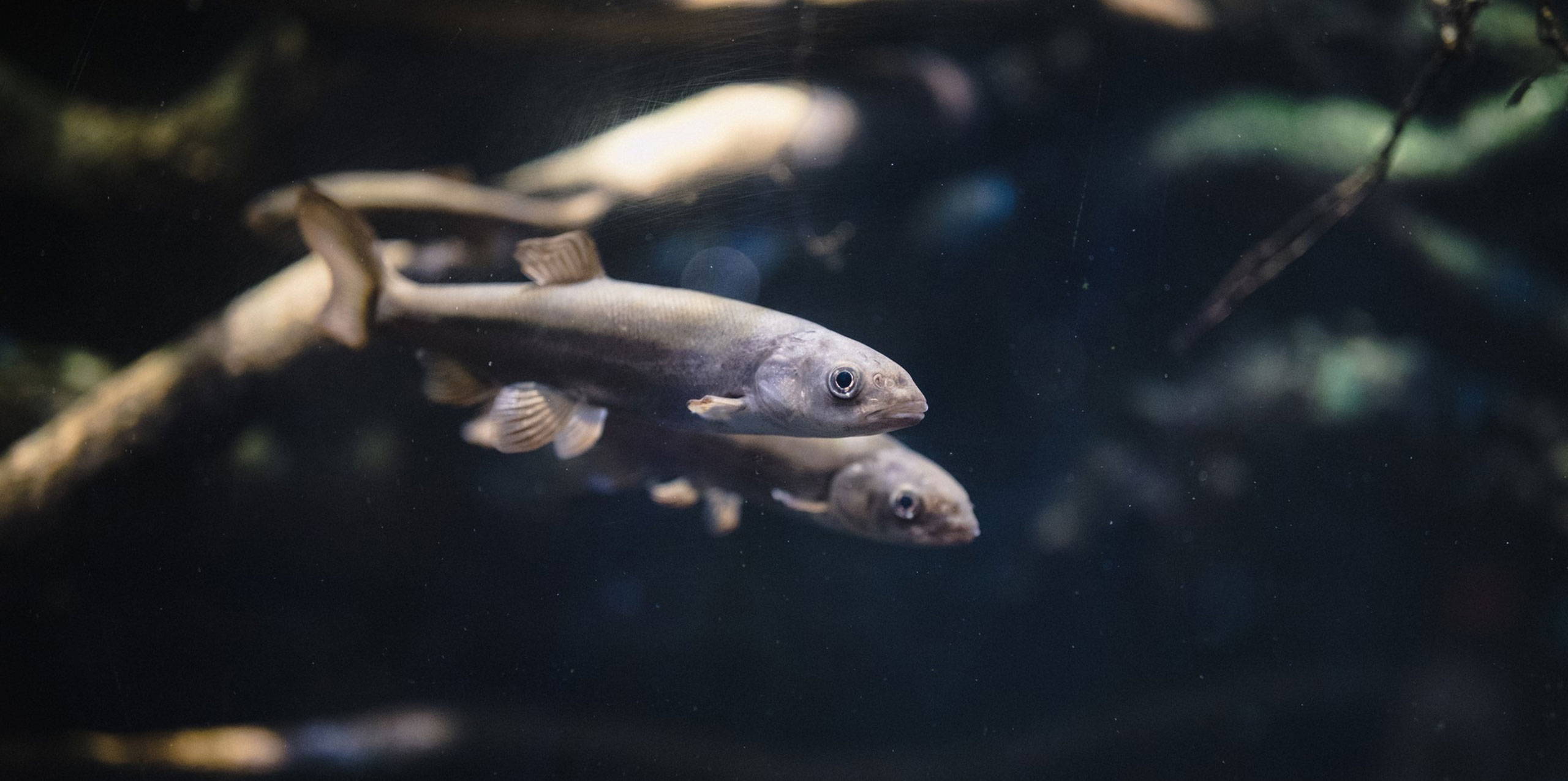 Welcome To The Redd Zone